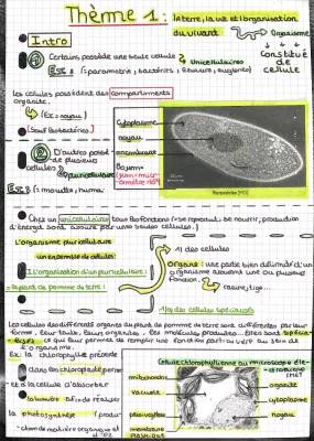 Tout sur les cellules végétales et l'ADN pour apprendre plus facilement