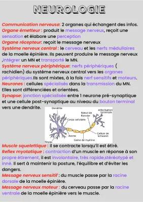 SVT-Reflex myotatique et contraction musculaire 