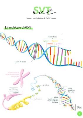 Pourquoi la Réplication de l'ADN est Semi-Conservative et les Étapes de la PCR