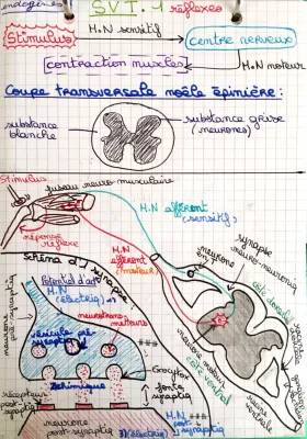 Les Réflexes SVT Terminale PDF: Réflexe Myotatique Schéma et Définition