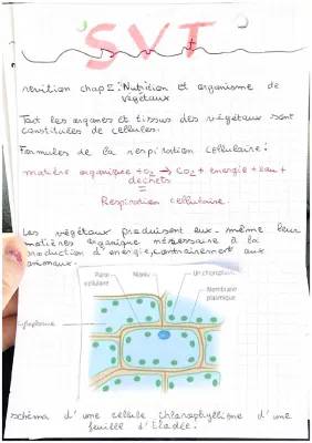 Tout sur la respiration cellulaire des végétaux et la photosynthèse