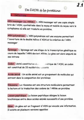 Les Étapes de la Transcription et de la Traduction de l'ADN