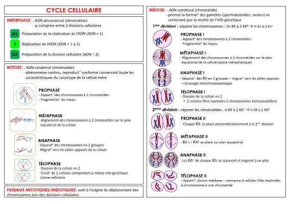 Découvre le Cycle Cellulaire : Schémas et Exos Amusants