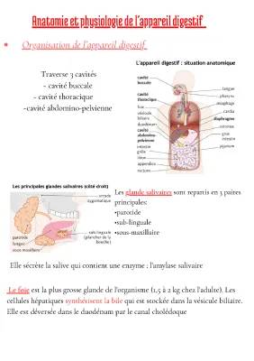 Schéma Détailé de l'Appareil Digestif et Rôle des Organes