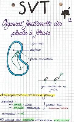 Schéma et Fiche de Révision: Organisation Fonctionnelle des Plantes à Fleurs