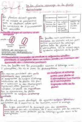 L'organisation fonctionnelle des plantes à fleurs: Schéma et mécanismes d'absorption d'eau et de sels minéraux