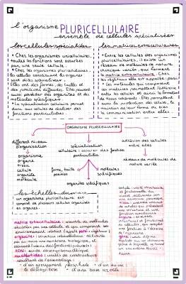 Découvre l'Organisme Pluricellulaire: Un Ensemble de Cellules Spécialisées - Fiche de Révision SVT Seconde