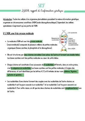 L'ADN, support de l'information génétique