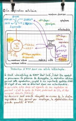 Les étapes de la respiration cellulaire - TP Seconde SVT métabolisme cellulaire corrigé