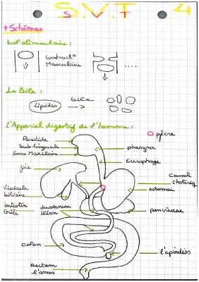 le tube digestif l’alimentaire 