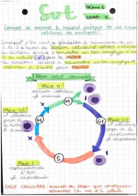 Comment le Matériel Génétique Passe dans les Cellules : Mitoses et Méioses