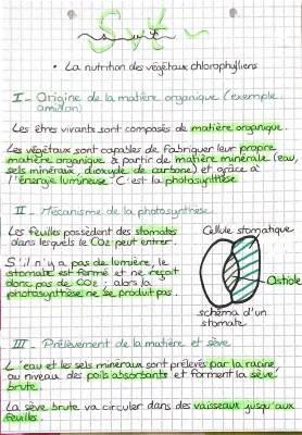 Nutrition des plantes chlorophylliennes : PDF et schémas SVT 5ème