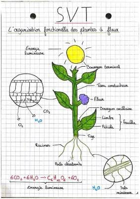 Chapitre 1 SVT: Organisation fonctionnelle des plantes à fleurs - Fiche de révision et Schémas