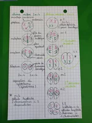 Comprendre la Transmission et Réplication de l'ADN - 1ère S