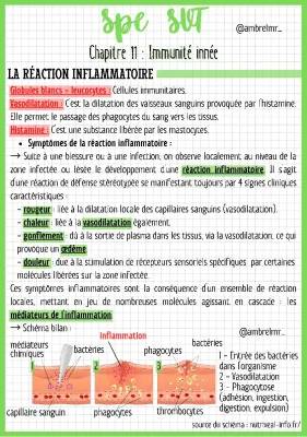 Immunité Innée et Réactions Inflammatoires : Étapes et Schémas