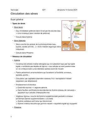 Schéma de la Circulation des Sèves et Définition - Xylème et Phloème