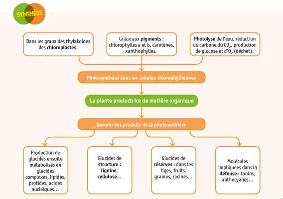 Plante productrice de matière organique