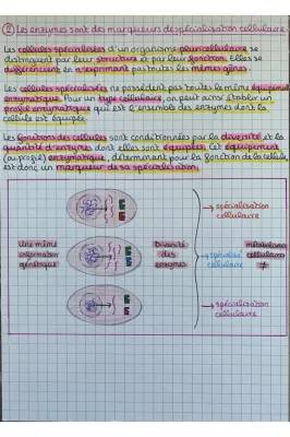 How Enzymes Work: Super Speedy Helpers in Cells!