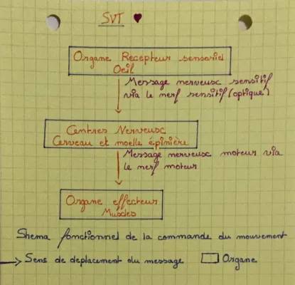 Schéma du trajet du message nerveux et la commande du mouvement SVT 4ème et 5ème