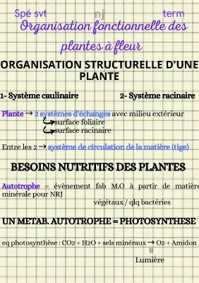 Découvre le système racinaire des plantes à fleur