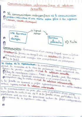 La communication intraspécifique : exemples, schémas, et fonctions