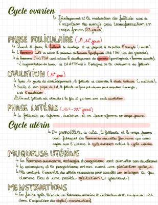 Comprendre le Cycle Utérin et Ovarien + Schémas des Testicules