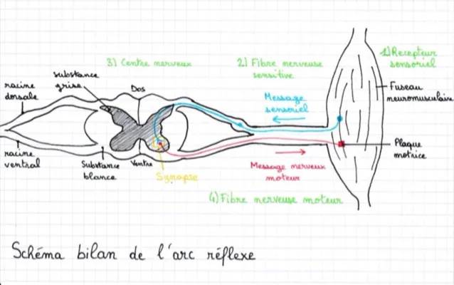 Découvre les Fibres Nerveuses et le Fuseau Neuromusculaire