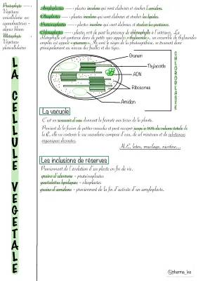 La cellule végétale : cours et schéma