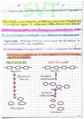 Les Enzymes: Cours, Propriétés et Spécificité d'Action