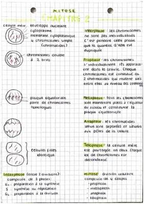 Les étapes de la mitose et le rôle de l'ADN polymérase