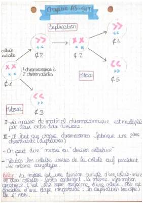 Découvre la Mitose: Comment l'ADN se Double et les Cellules se Divisent!