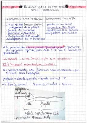 Exposé sur les étapes de l'adolescence et la puberté: Développement physique et psychologique