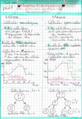 La transmission du patrimoine génétique chez les eucaryotes : mitose et méiose 1ère S