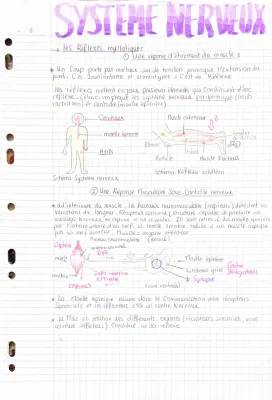 Le système nerveux : cours, schéma, et définitions