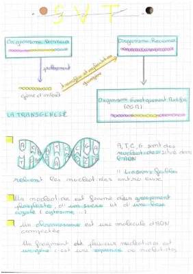 Les Secrets de l'ADN : Transgenèse et Chromosomes Amusants