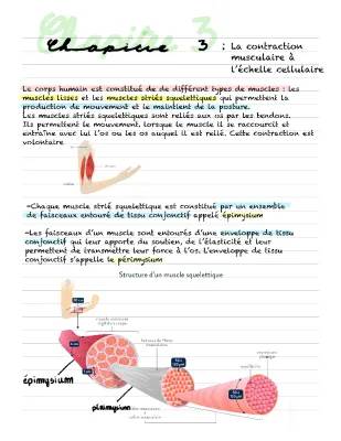 Les 5 étapes de la contraction musculaire et le rôle de l'ATP dans les cellules musculaires