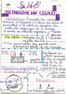 TP SVT Seconde: Métabolisme Cellulaire Corrigé et PDF