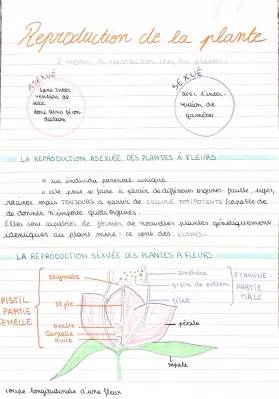 La Reproduction des Plantes à Fleurs: Schémas et Types de Pollinisation - CM2 & 5ème