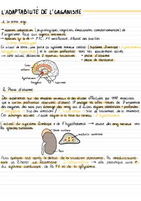 Schéma Stress Aigu et Chronique en SVT Terminale | 3 Phases et Hormones du Stress