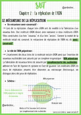 Tout sur la réplication de l'ADN et les mutations génétiques