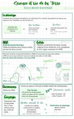 Découvre le Génotype et Phénotype : Exemples et Définitions en SVT 3ème