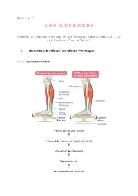 Les Réflexes: Réflexe Myotatique Schéma et Définition pour Terminals