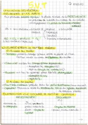 Comprendre la photosynthèse et le rôle des stomates chez les plantes