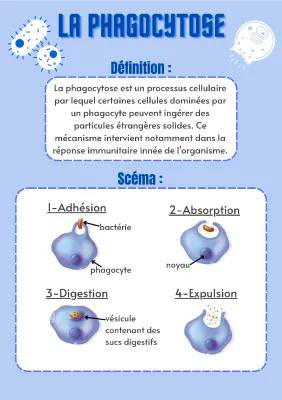 Schéma des Étapes de la Phagocytose - Phagocytose Définition