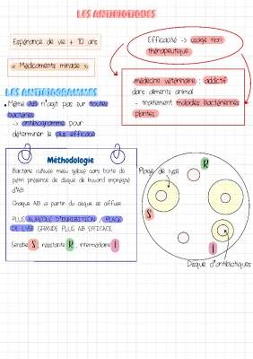 SVT : Les antibiotiques 