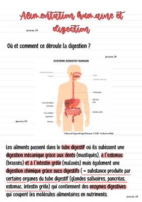 La Digestion et l'Absorption Intestinale pour les Enfants - Cours et Exercices PDF