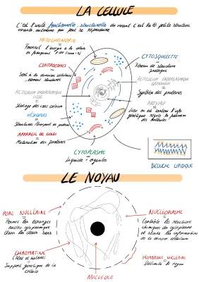 Les organites de la cellule et le rôle de la chromatine