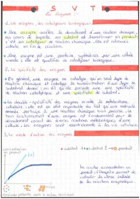 Tableau des Enzymes: Caractéristiques et Définitions