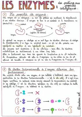 Les enzymes : spécificité de substrat et d'action, cours et exercices PDF