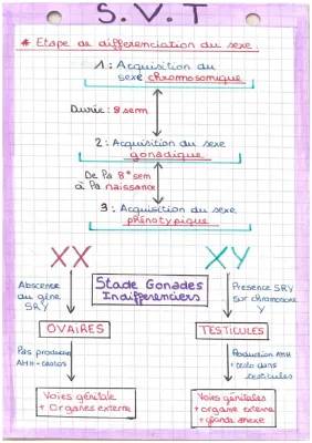 Différenciation sexuelle et le cycle menstruel: Comprendre les gonades et les phases du cycle